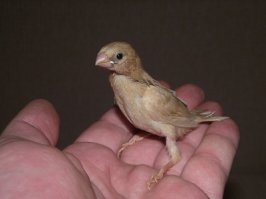 Один из моих птиц )))