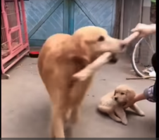 Шок! Мать пытается защитить своего щенка от злого китайца с палкой!