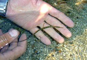 Это рыба-игла ,совершенно безвредное существо. В Каспии водятся четыре разновидности этих рыбок. Вполне могла до Ахтубы добраться.