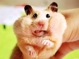 Хомяк соучастником пойдёт - это уже ОПГ. Не удивлюсь если в этой банде он главарь :)