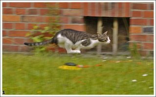 вдохновение, откуда ты?  хммм