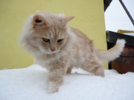 Мой Вася.Всего 8 лет прожил.Поранил его на улице кто-то.В ветеринарке сказали-шансов нет.Усыпить пришлось.