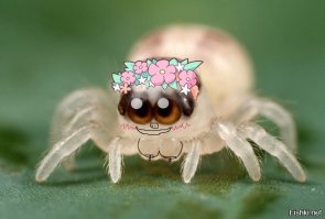 Паучиха почистила свои жвалы на подоконнике австралийки