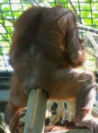 Другой рекордсмен.