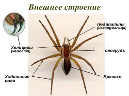 Паучиха почистила свои жвалы на подоконнике австралийки