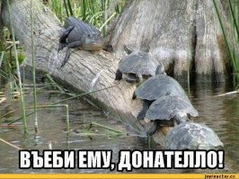 Ныряльщик рискнул жизнью ради фотографий крокодила!