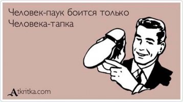 Паучиха почистила свои жвалы на подоконнике австралийки