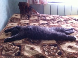 Мой Тишка.Релаксирует.