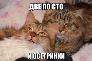 Этим котикам валерьянки больше не наливать!