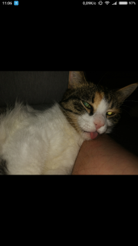 Моя кошарик :)