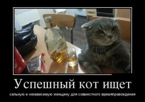 Этим котикам валерьянки больше не наливать!