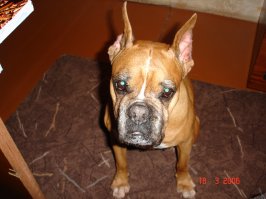 По мне так самая лучшая порода (для меня). Был боксер, девочка. Точно, храпела как прожженный дед ) но привыкли настолько, что если собака ночью не храпит, просыпались все от тишины )