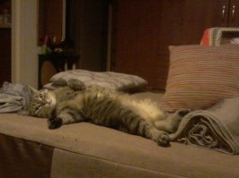 Этим котикам валерьянки больше не наливать!