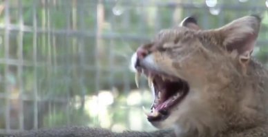 и еще с такими инструментами во рту