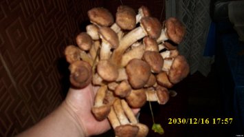 Грибы мацутакэ   тысяча долларов (почти 60 тысяч рублей)