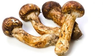 Грибы мацутакэ   тысяча долларов (почти 60 тысяч рублей)