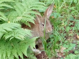 Люблю Алтай! Каждое лето всей семьей туда! Гостиница на острове из Лесовичка снималась?  были в прошлом году в Кроличьем раю, эко базе, там такие милые домашнии ручные кролики во всей базе бегают! Красота! На следующий год на Телецкое.