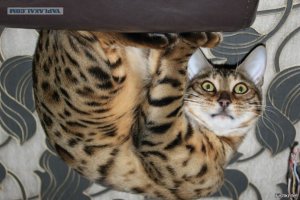 Очередная порция картинок с подписями