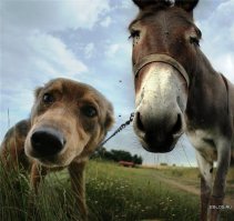 Улыбайки от собак!