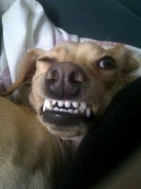 Улыбайки от собак!