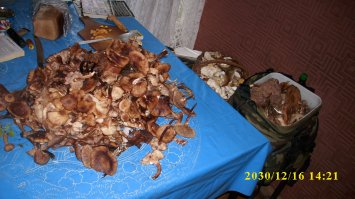 у нас этих мацутаков... вёдрами берём