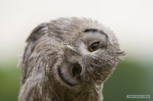 Смешные комментарии  из социальных сетей