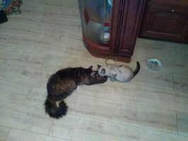 так ретривер то и нашел её когда  гуляли , он нас к ней позвал своим лаем , мол глянте кого я тут вам нашел... какая же она взрослая , месяц отроду на фото ,вторая  собака тоже подобрана,понимает что это такое голод и бездомная жизнь. Вот вторая кошка (15-16 лет), тоже подобрана , отнеслась не очень поначалу , шипела, теперь тоже лучшие подруги...