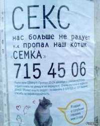“В этом доме кота не будет!”, – сказал отец. Но однажды вся семья отправилась в парикмахерскую 