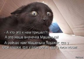 “В этом доме кота не будет!”, – сказал отец. Но однажды вся семья отправилась в парикмахерскую 