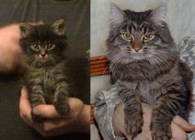 У моего кота тоже лакокрасочное покрытие выгорело.