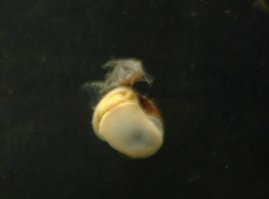 Синодонтис верхом на ампуллярии, ничего необычного) (пардон за нерезкость, нужно было снять мгновенно)