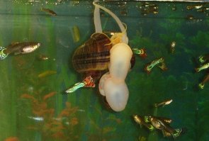 Всё нормально, идёт штатная закачка кислорода)