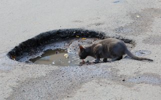 Очень колоритные уличные коты
