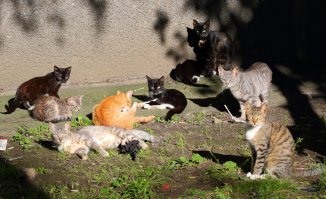 Очень колоритные уличные коты