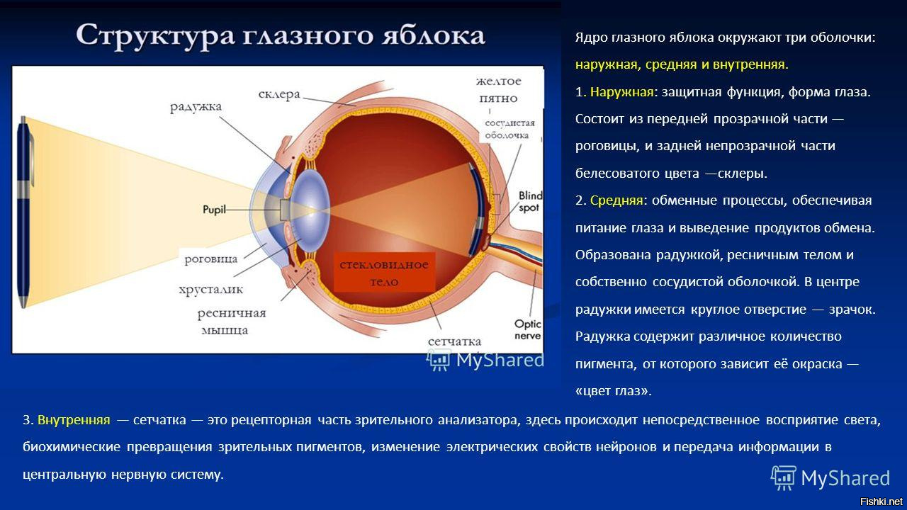 Изображение видимых предметов формируется на а роговице б радужке в сетчатке г хрусталике