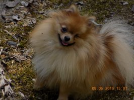 Ещё один пират - Брунгильда. Принесли щенком от "заводчицы" - грязную, вонючую, худющую и одноглазую, зубы кривые, искривлена морда немного. Выросла, получилось вот что, только очень маленькая, чуть больше 2 кг весом.