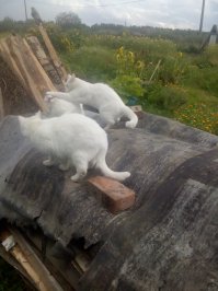 Очень колоритные уличные коты