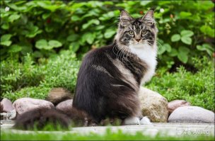 Очень колоритные уличные коты