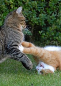 Очень колоритные уличные коты