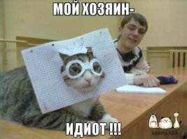 Буона — очаровательная японская кошка с безупречным чувством стиля