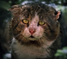 Когда-то давно жил я в стареньком доме.
С тех пор пролетел не один уже год.
И всем его жителям было известно
Насколько уродлив был местный наш кот.

Уродливый кот был всегда узнаваем 
Он был одноглазый и с ухом одним.
И знал он, как трудно на свете бывает,
Когда ты один и никем не любим.

Оторванный хвост, и поломана лапа
Срослась под каким-то неверным углом.
И множество шрамов.. А был он когда-то

Приятным на вид полосатым котом.

Кота никогда и никто не касался.
Бутылки и камни бросали в него.
Водой ледяной поливали из шланга.
Пытаясь прогнать со двора своего.

И лапы ему защемляли дверями,
Когда он пытался войти в чей-то дом.
Страдая от боли, зализывал раны
Уже много раз он под чьим-то окном.

Но все удивлялись, насколько отважен
Был этот невзрачный уродливый кот.
И если из шланга его поливают 
Он мокнет покорно, но не отойдёт.

И даже когда в него что-то бросали,
Он тёрся о ноги о ласке прося.
Увидев детей, он бросался за ними.
Мечтал о заботе, да только вот зря..

Не мог он понять, почему в целом мире
Не встретить того, кто бы смог приютить.
И хоть он уродлив и грязен снаружи,
Но с чистой душой и умеет любить.

Однажды кота покусали собаки,
Что жили напротив в соседнем дворе.
Послышался лай и о помощи крики.
Спустился я вниз кот лежал на земле..

Уродливый кот был ужасно искусан,
Всё тело в крови. Он почти умирал.
Пытаясь укрыться от страха и боли,
Свернувшись в клубок, неподвижно лежал.

Он знал - наступает конец грустной жизни.
И след от слезы пересёк его лоб.
Я нёс его в дом, он хрипел, задыхался.
Мне стало вдруг плохо, меня бил озноб..

Я чувствовал то, как ему было больно.
И как тяжело ему просто вздохнуть.
Но вдруг он к лицу моему потянулся
И робко меня попытался лизнуть.

От слёз задыхаясь, к нему я прижался.
Прильнул он к ладони моей головой.
Его добрый глаз вдруг ко мне повернулся 
И кот замурлыкал, почти неживой..

И даже сквозь самые сильные боли
Просил этот кот лишь о капле любви.
О капле сочувствия, что в этой жизни
Мы доброе сердце сберечь не смогли.

Я в этот момент неожиданно понял,
Что самый красивый и любящий тот,
Кто смотрит сейчас на меня, умирая,
Обычный уродливый уличный кот.

Впервые он чувствовал чью-то заботу.
Нашёл он того, кто сумел полюбить.
И счастлив, что встретил того, кто смягчает,
А не пытается боль причинить 

Он умер чуть раньше, чем мы были дома.
Я сел у подъезда с котом на руках.
Держал его долго, пока не стемнело.
В душе поселились тревога и страх.

Ведь я осознал, что несчастный калека
Меня изменил за один только миг.
Он мне сообщил о страдании больше,
Чем тысячи лекций, уроков и книг.

Он мне расцарапал не тело, а душу.
И пусть в моей жизни немало забот,
Но я к одному только буду стремиться -
Учиться любить как,
Уродливый кот.