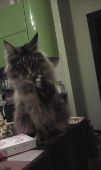 Фашизм не пройдет! У меня лапки!