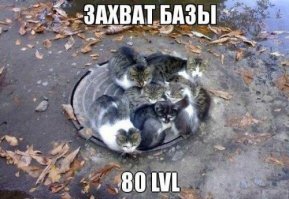 Очень колоритные уличные коты