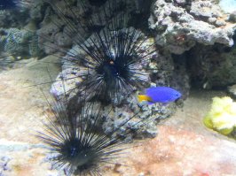 А вот что это за желтая пимпочка у ежа? Рот и все остальное у него вроде как снизу.