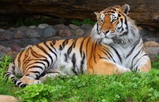 Вот она, красавица!