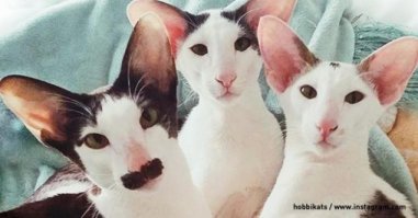 Зачетный кот. Похож на грустного грузина. А тут целая семья.