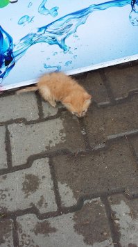 Очень колоритные уличные коты