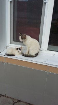 Очень колоритные уличные коты