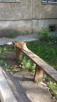 Очень колоритные уличные коты