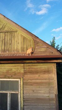 Очень колоритные уличные коты